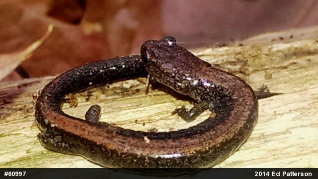 Eastern Red-backed  Salamander