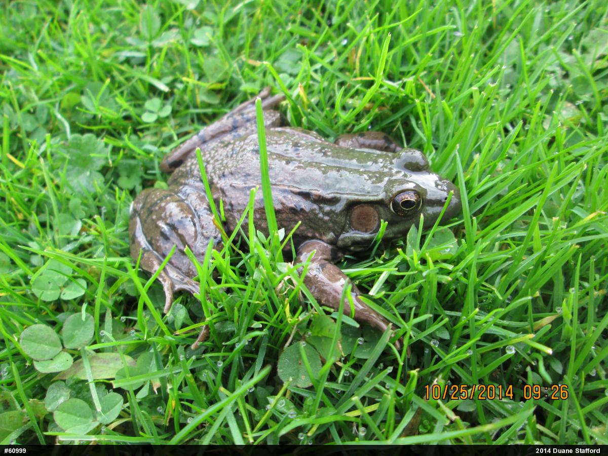 Green Frog