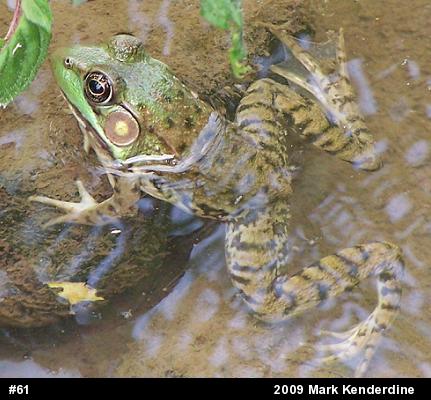 Green Frog