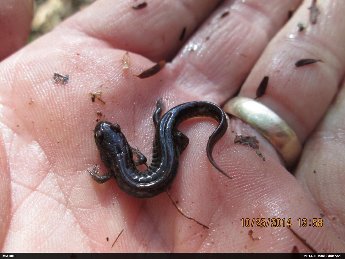 Northern Dusky Salamander
