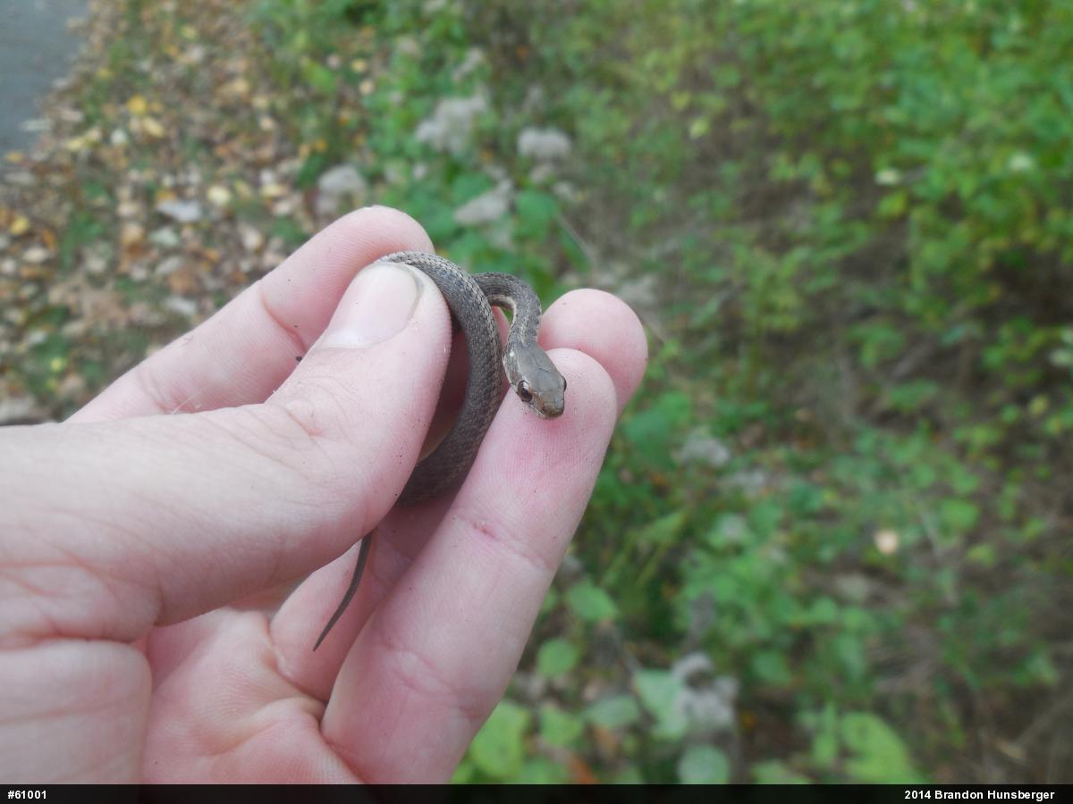 Eastern Gartersnake