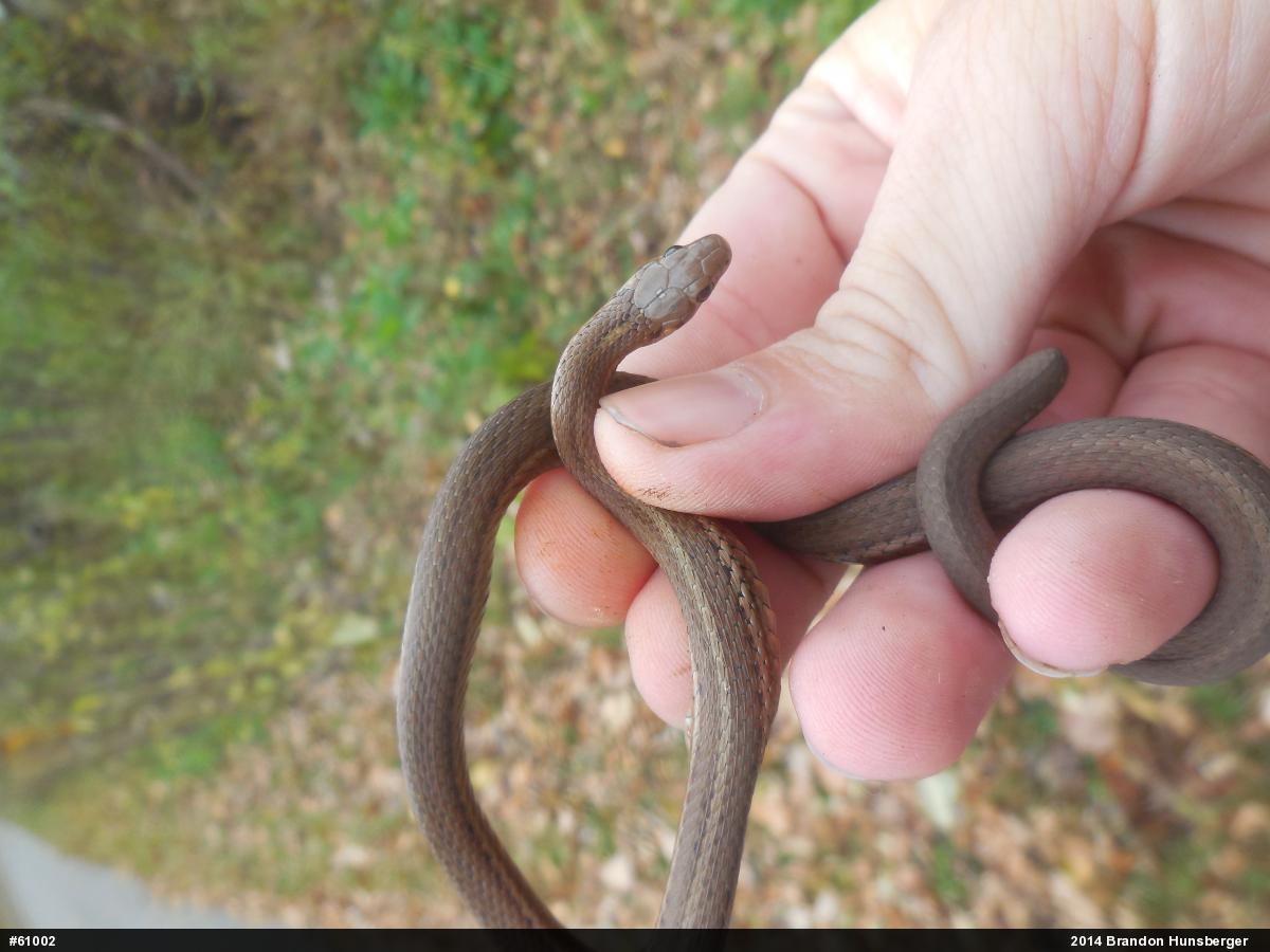 Shorthead Gartersnake