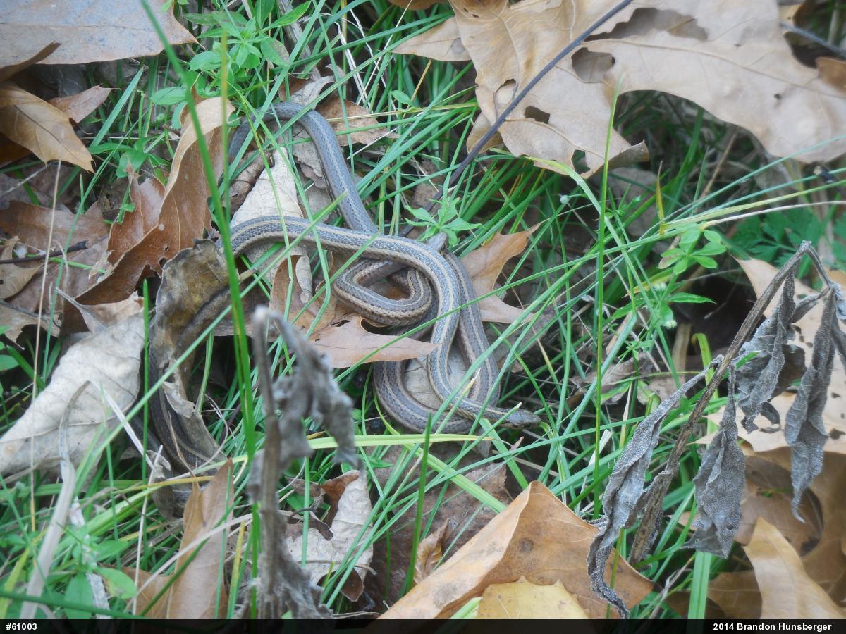 Shorthead Gartersnake