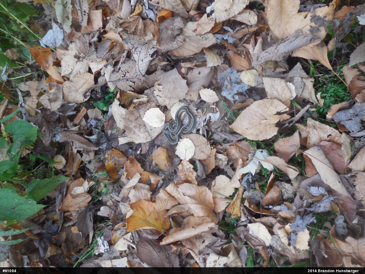Eastern Gartersnake