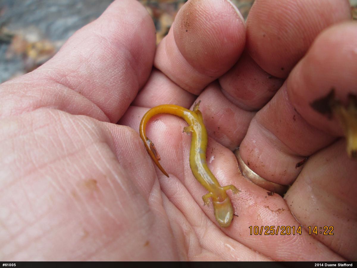 Northern Two-lined Salamander