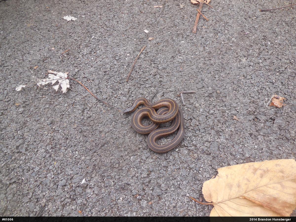Shorthead Gartersnake