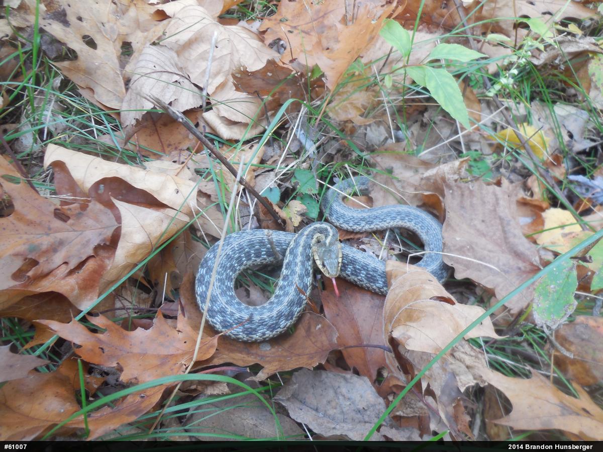 Eastern Gartersnake
