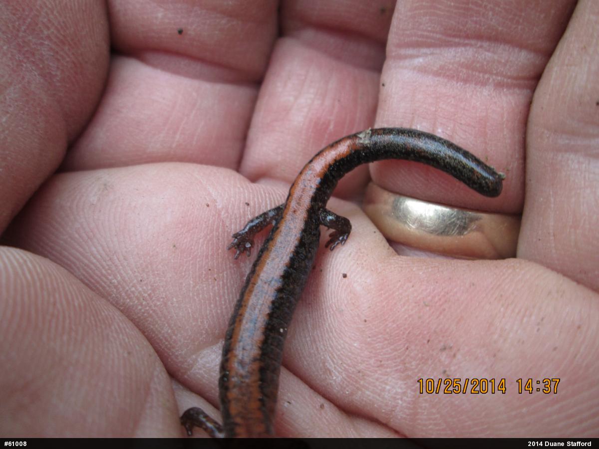 Eastern Red-backed  Salamander