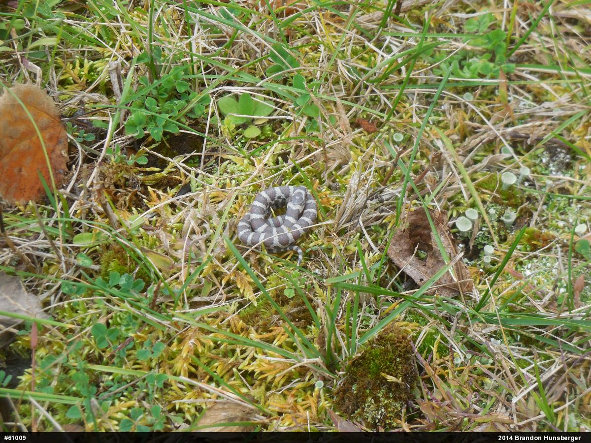 Eastern Milksnake