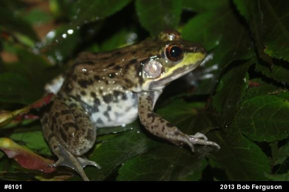 Green Frog