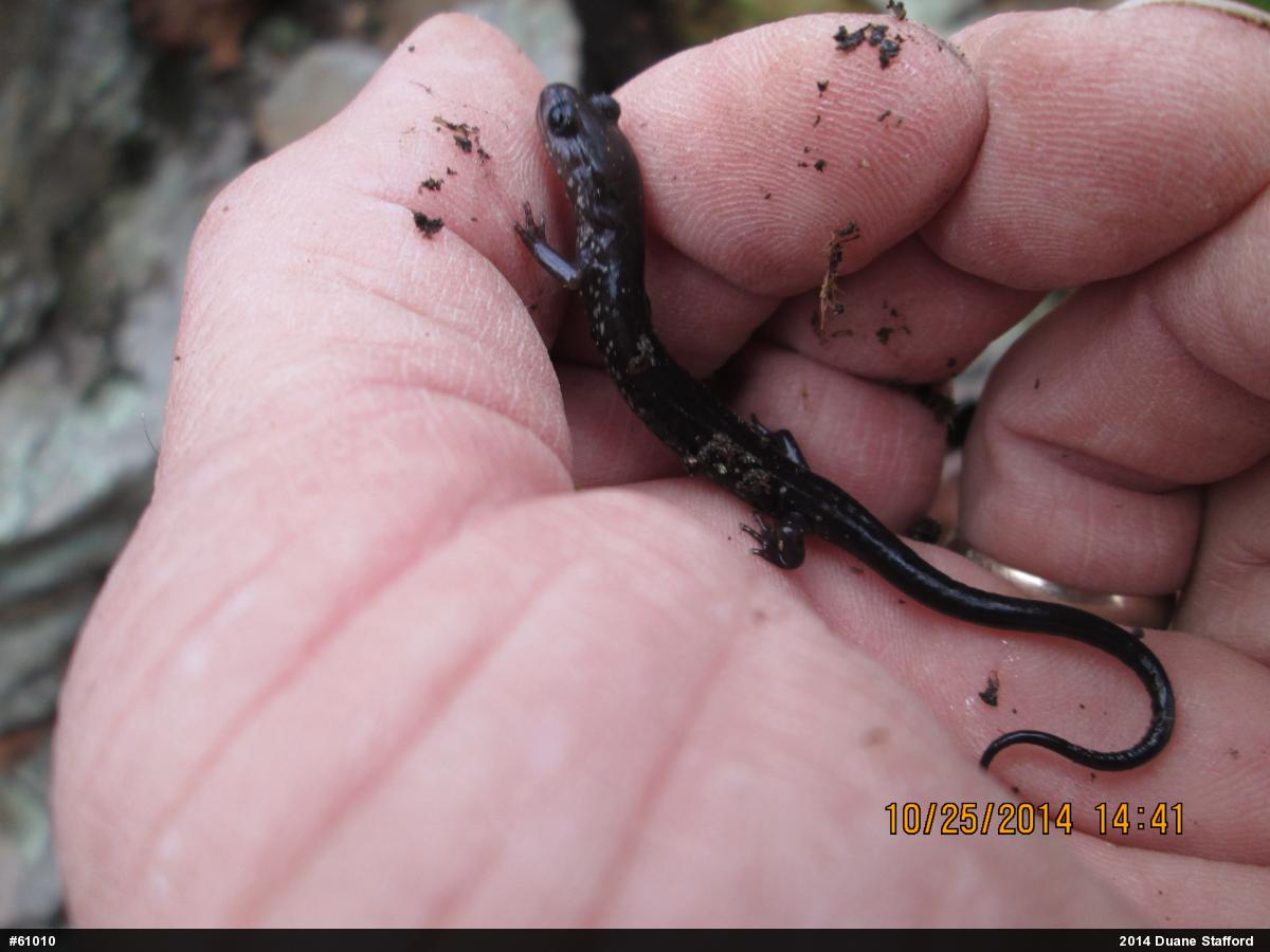 Wehrle's Salamander