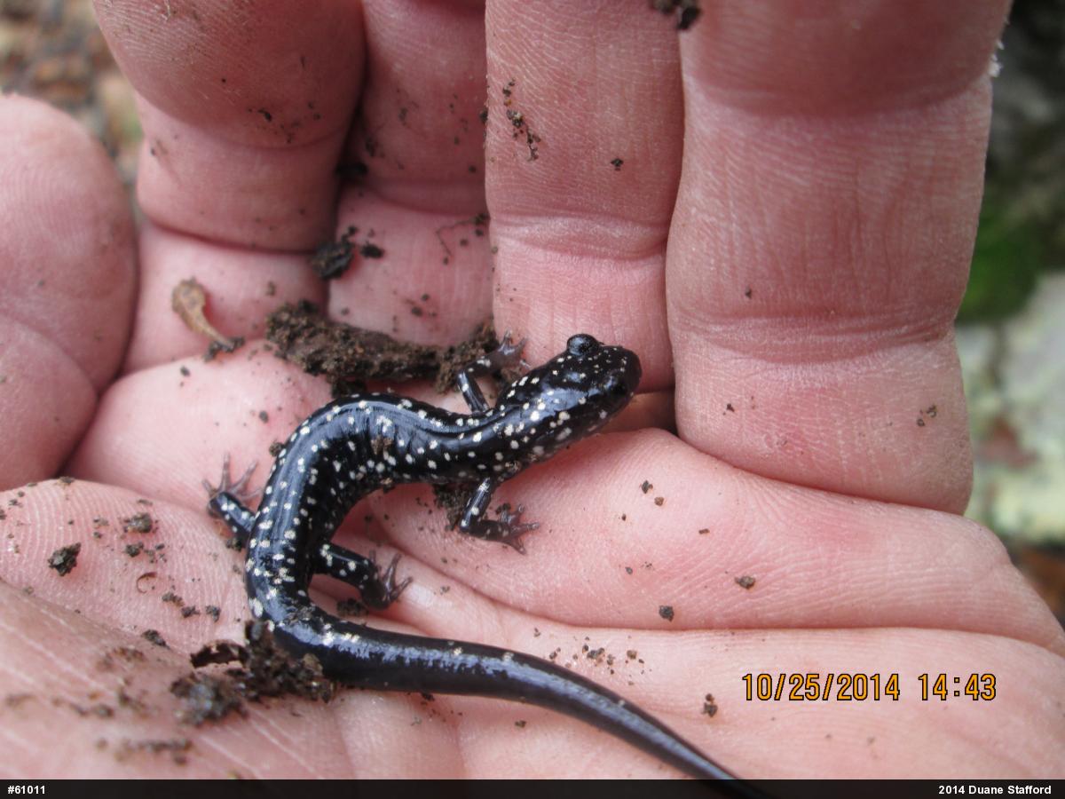 Northern Slimy Salamander