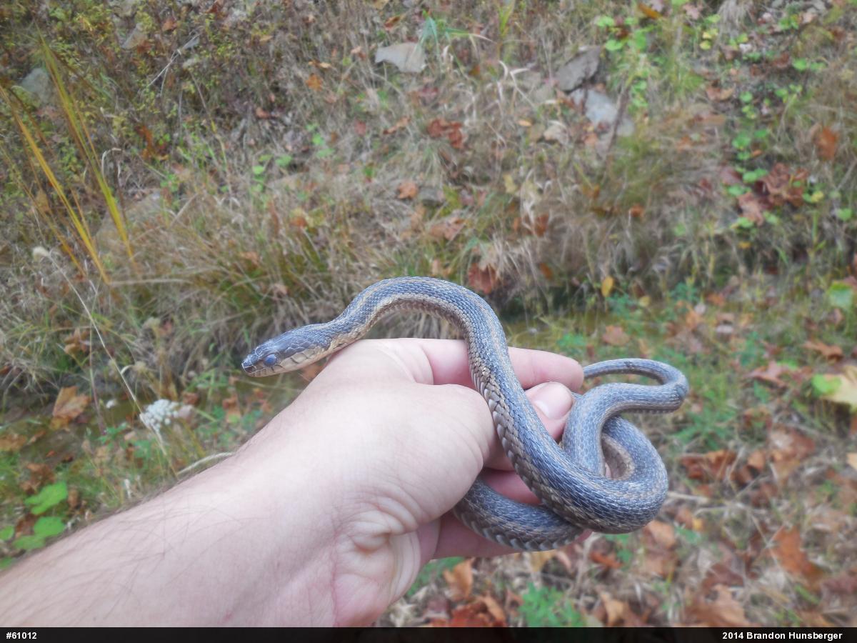 Eastern Gartersnake