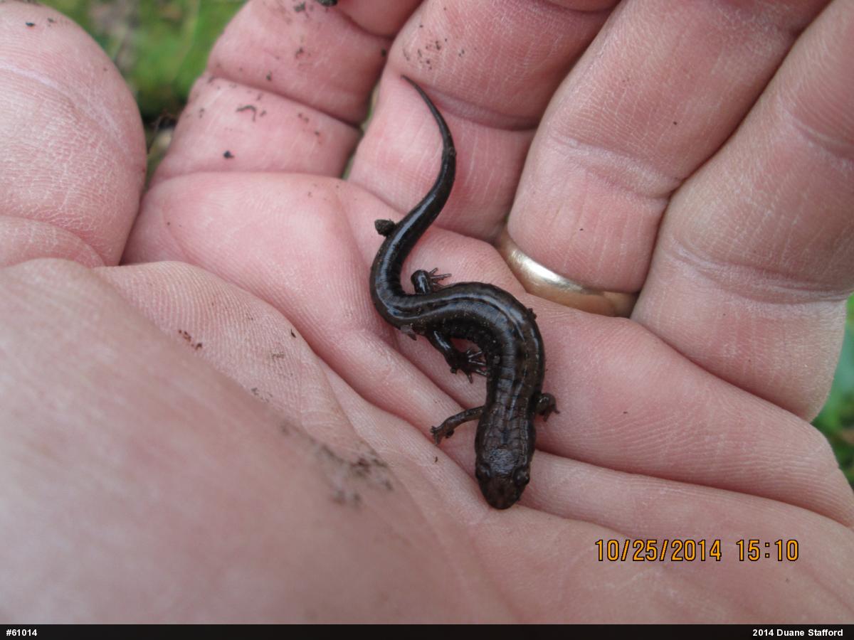 Allegheny Mountain Dusky Salamander