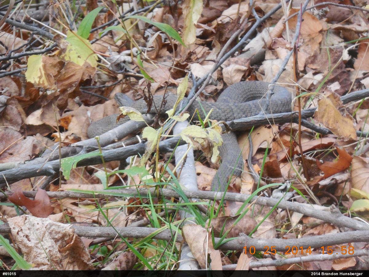 Northern Watersnake