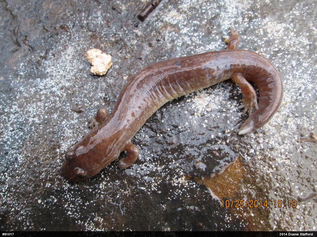 Northern Spring Salamander