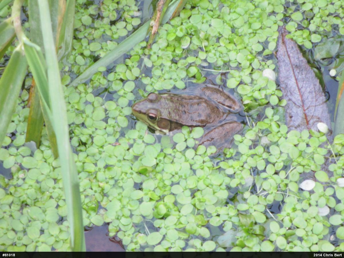 Green Frog