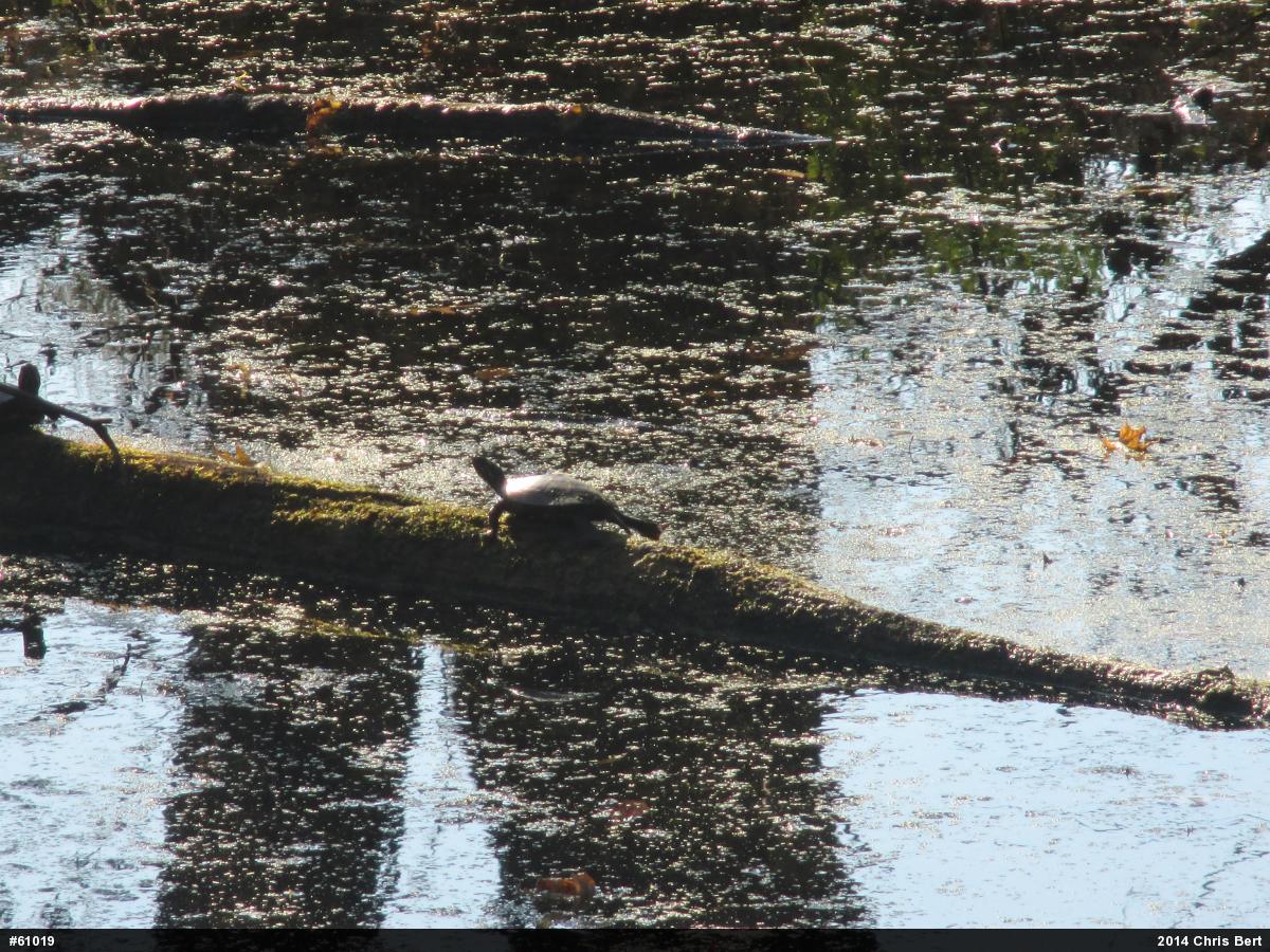 Painted Turtle
