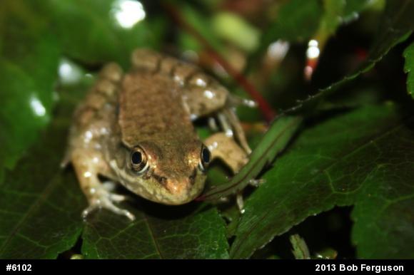 Green Frog