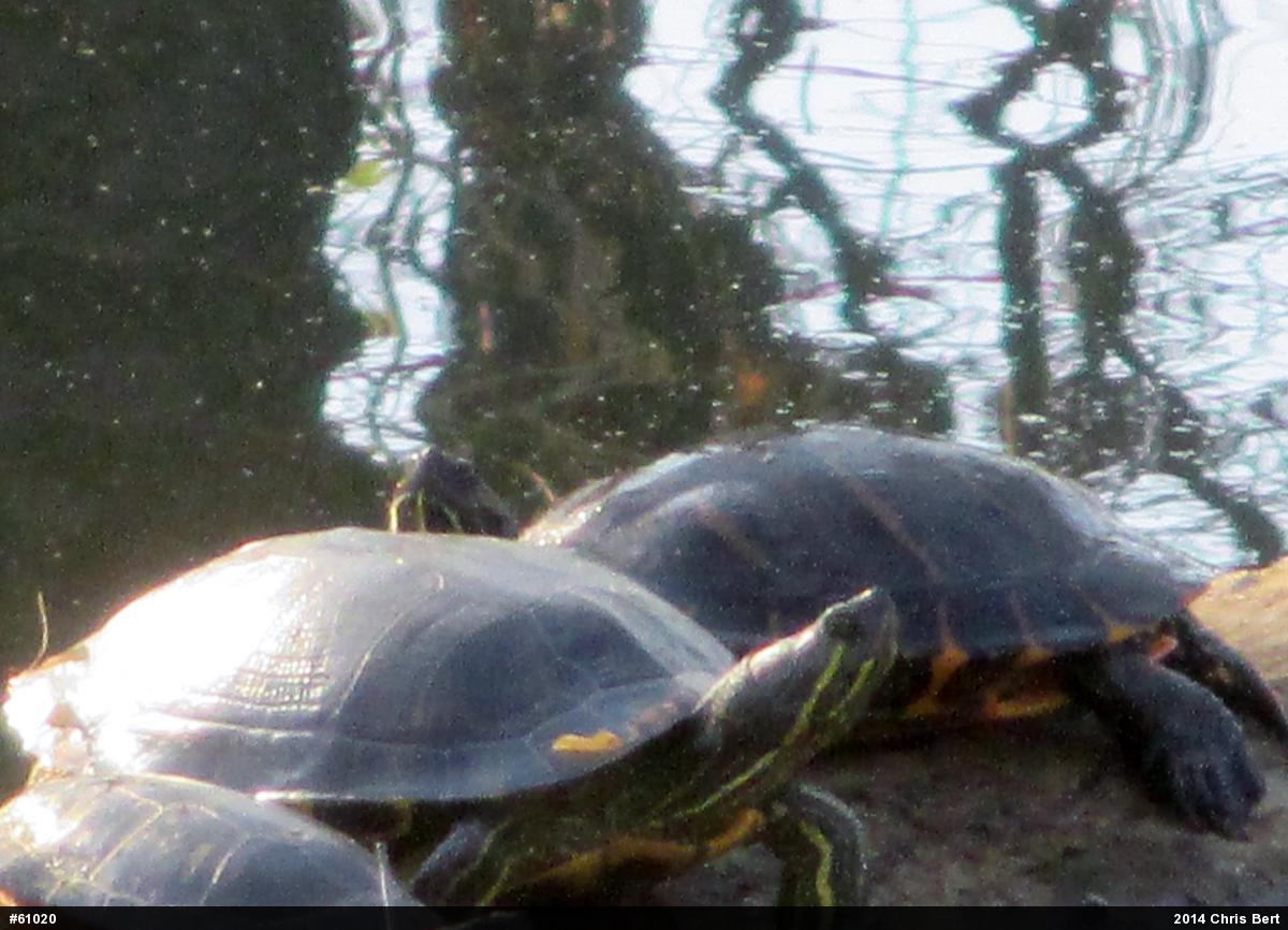 Red-eared Slider