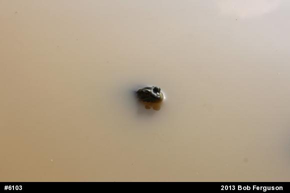 Green Frog