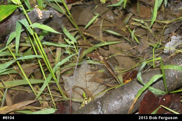 Green Frog