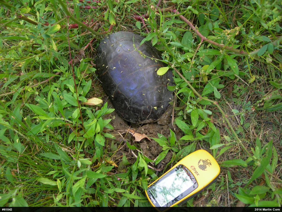 Painted Turtle