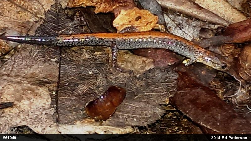 Eastern Red-backed  Salamander