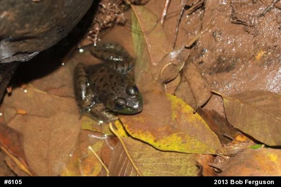 Green Frog