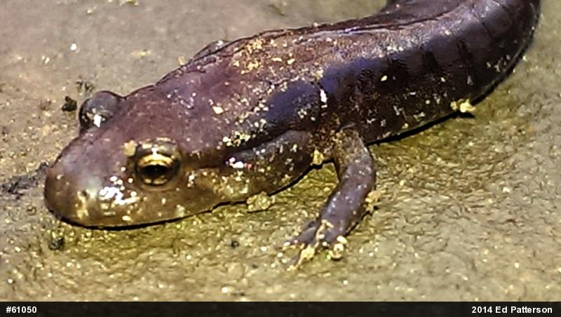 Allegheny Mountain Dusky Salamander