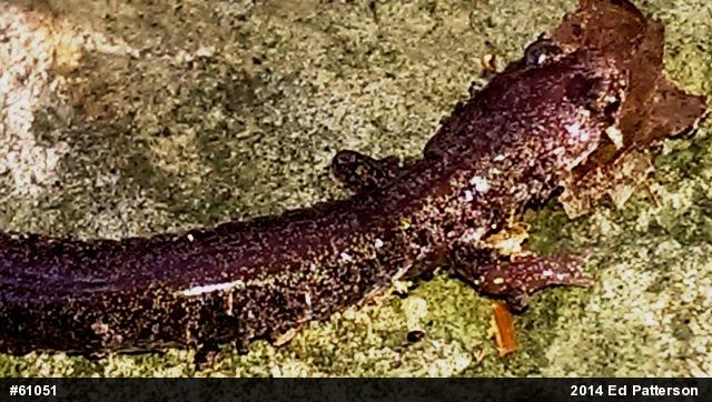 Valley And Ridge Salamander