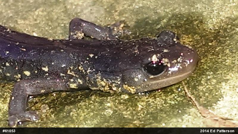 Wehrle's Salamander