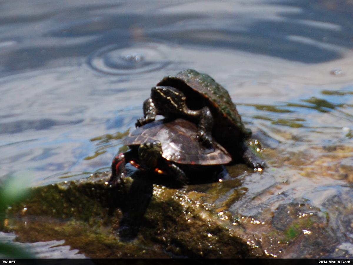 Painted Turtle