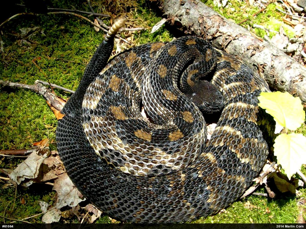 Timber Rattlesnake