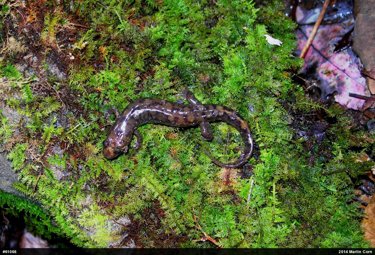 Seal Salamander