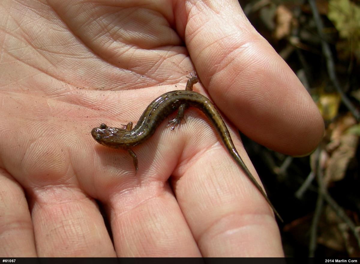 Allegheny Mountain Dusky Salamander