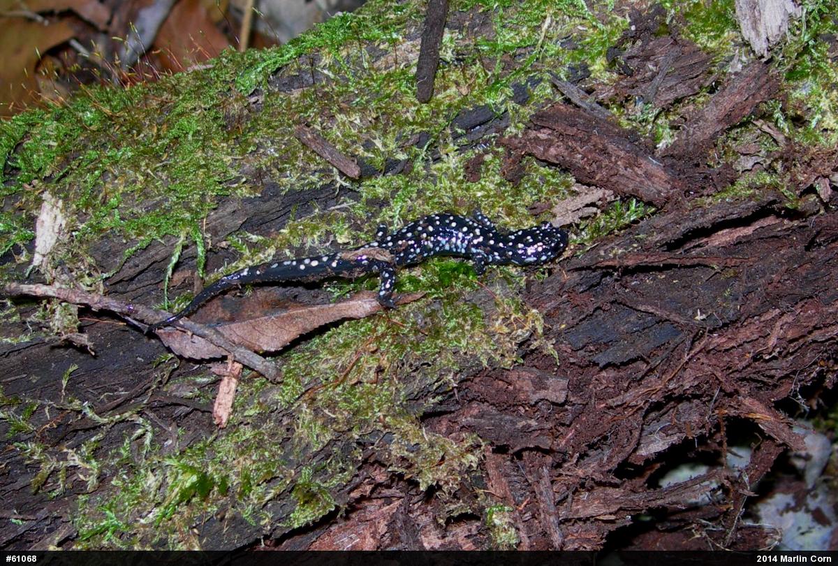Northern Slimy Salamander