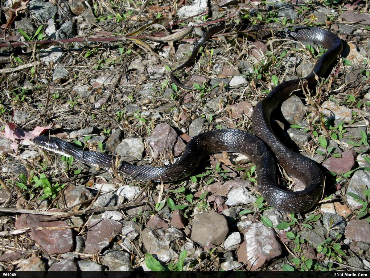 Eastern Ratsnake