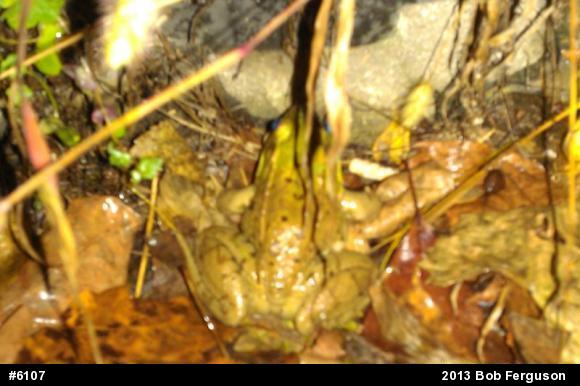 Green Frog