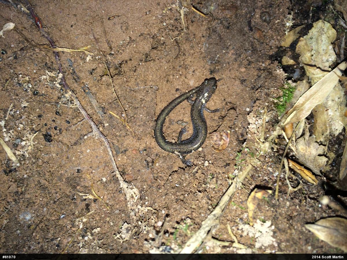 Eastern Red-backed  Salamander