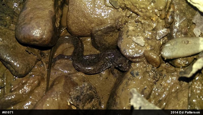 Northern Dusky Salamander
