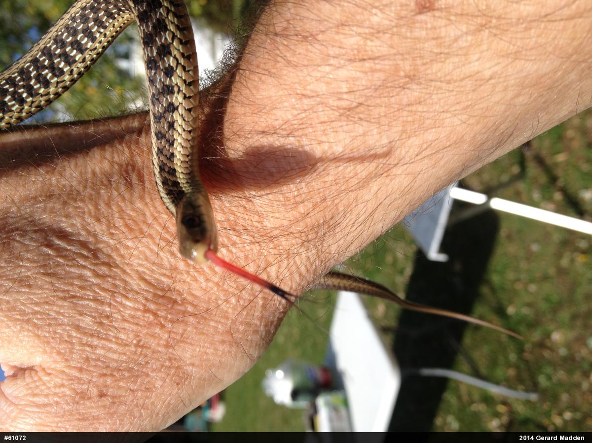 Eastern Gartersnake