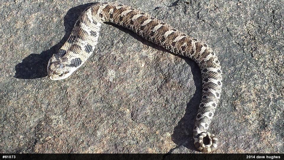 Eastern Hog-nosed Snake