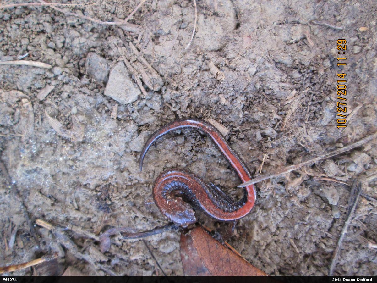 Eastern Red-backed  Salamander