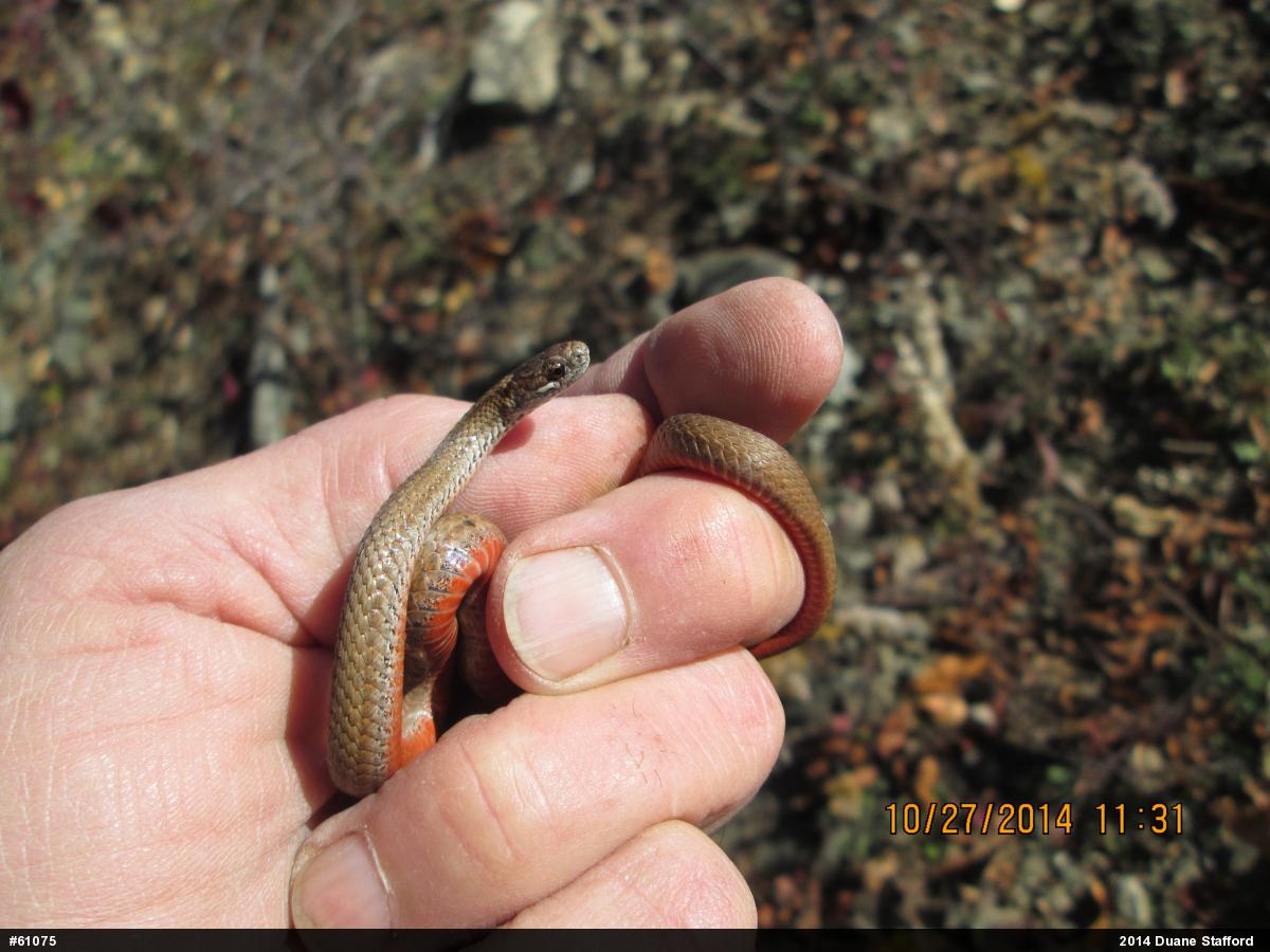 Red-bellied Snake