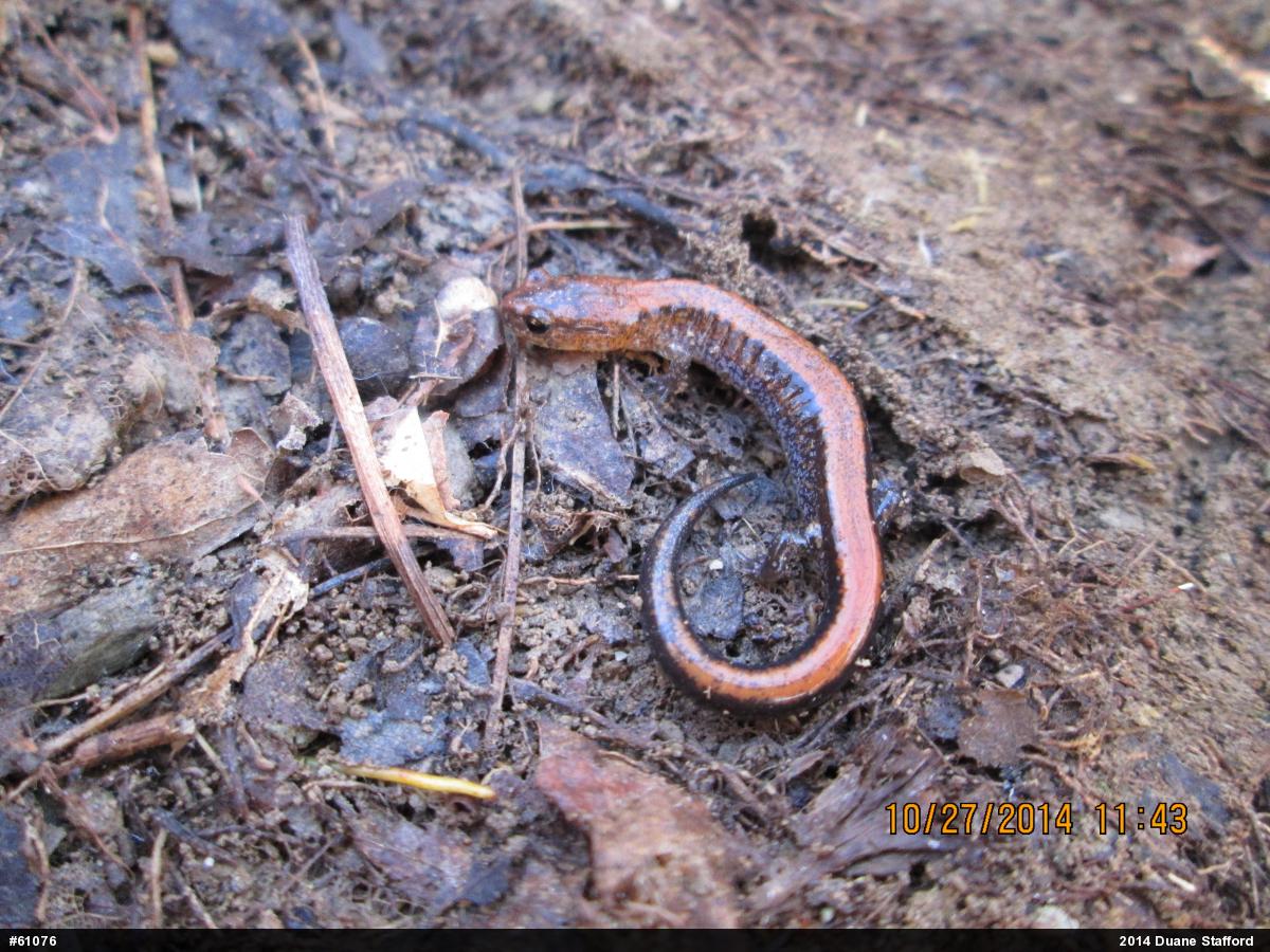 Eastern Red-backed  Salamander