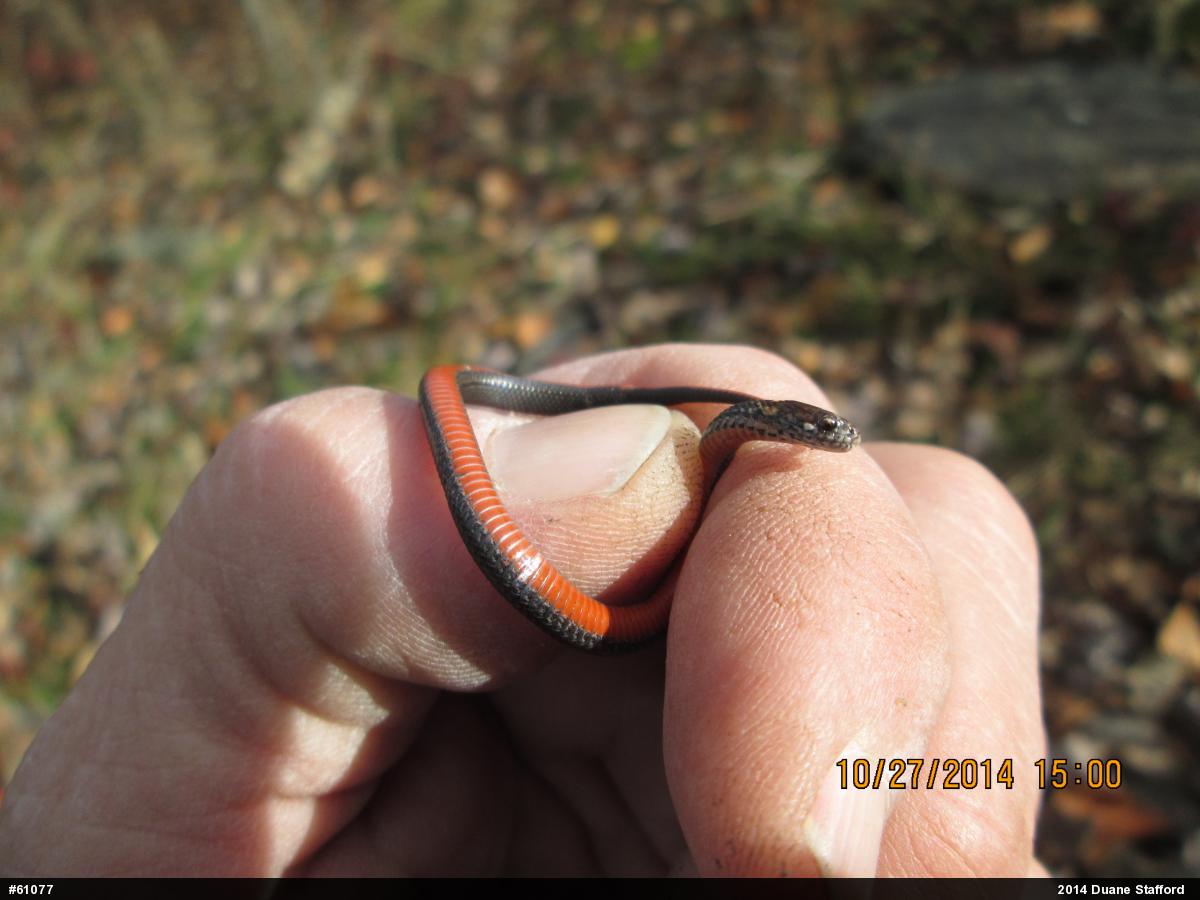 Red-bellied Snake