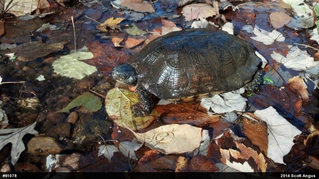 Wood Turtle