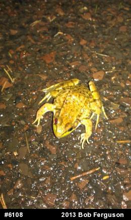Green Frog