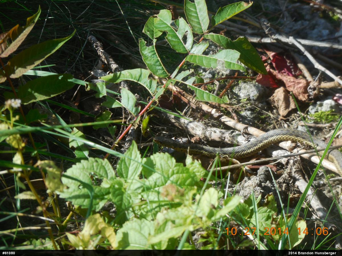 Eastern Gartersnake
